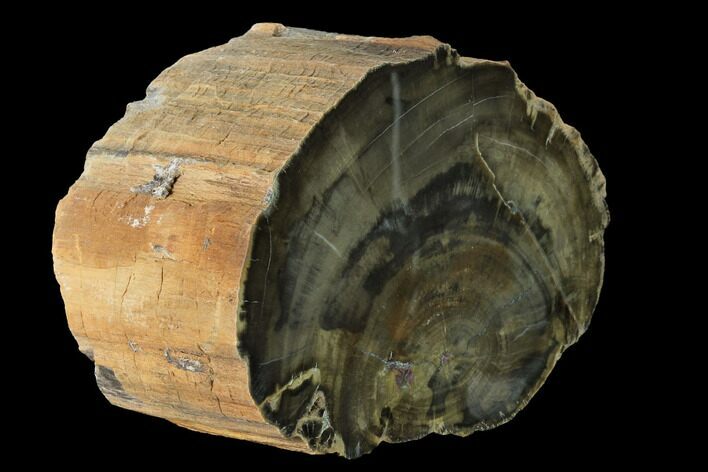 Polished Petrified Wood Log - Arizona #147928